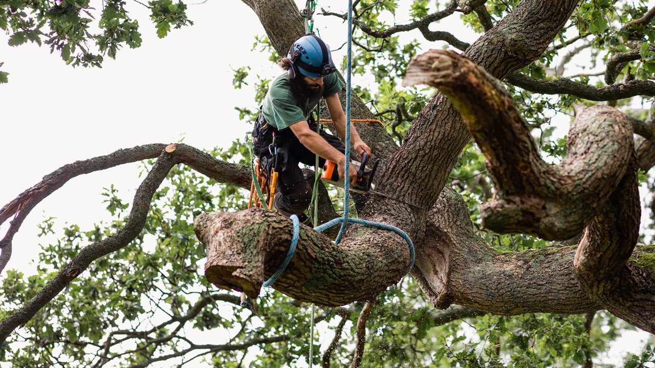 Does-homeowners-insurance-cover-tree-removal.jpg